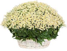 Цветочная композиция из Ромашки в корзине #REPLACE_PRED# Октябрьске Самарская область